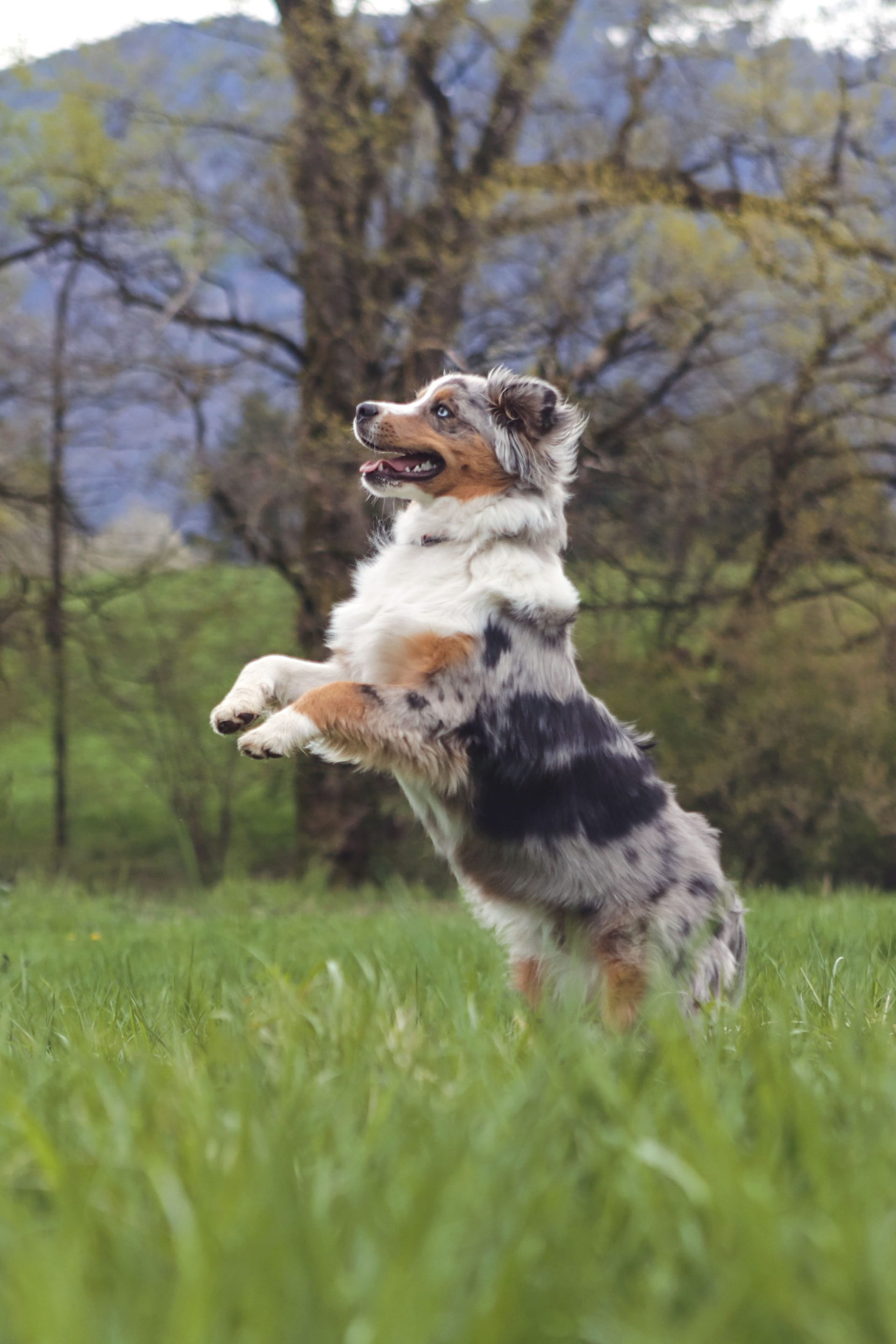 4P (29) savoie éducation canine